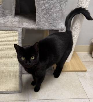 Merlin Blackwater -  Domestic Short Hair Cat for Adoption in INDN HBR BCH, Florida - Merlin Blackwater | PetCurious