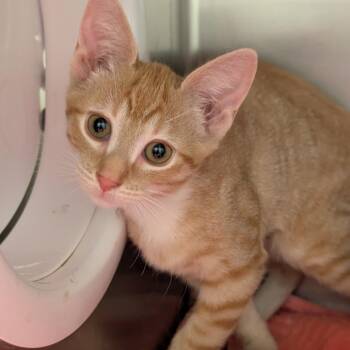 Carly -  Domestic Short Hair Cat for Adoption in Sonoma, California - Carly | PetCurious