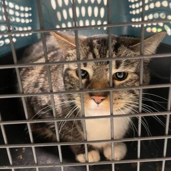 Domestic Short Hair Cats Available for Adoption - McFlurry | PetCurious