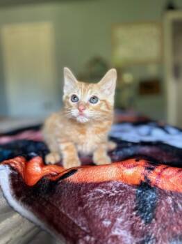 Domestic Medium Hair Cats Available for Adoption in North Richland Hills, Texas - Kodiak | PetCurious