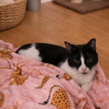 Tash -  Domestic Medium Hair Cat Available for Adoption in Asher, Oklahoma - Tash | PetCurious