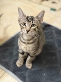 Brownie -  Domestic Short Hair Cat for Adoption in Crossville, Tennessee - Brownie | PetCurious