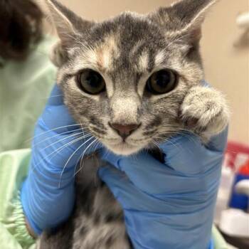 Neptune -  Domestic Medium Hair Cat for Adoption in Tempe, Arizona - Neptune | PetCurious