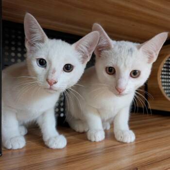 Marshmallow & Snowball -  Exotic Shorthair Cat for Adoption in Gun Barrel City, Texas - Marshmallow & Snowball | PetCurious