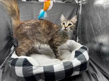 KATE -  Domestic Medium Hair Cat for Adoption in Grovetown, Georgia - KATE | PetCurious