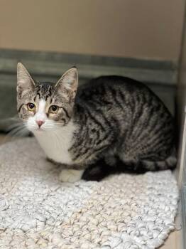 61944408 -  Domestic Short Hair Cat for Adoption in Elko, Nevada - 61944408 | PetCurious