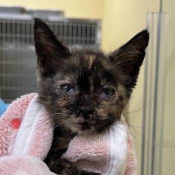 Fae -  Domestic Short Hair Cat for Adoption in West Palm Beach, Florida - Fae | PetCurious