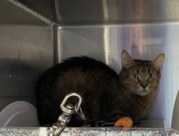 Fettucine -  Domestic Short Hair Cat for Adoption - Fettucine | PetCurious