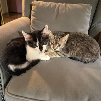 Rescue Domestic Short Hair Cats for Adoption in Sorrento, Louisiana - 25-1656C | PetCurious