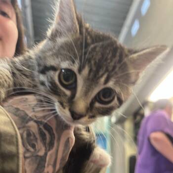 Piper -  Domestic Short Hair Cat for Adoption in Port Townsend, Washington - Piper | PetCurious