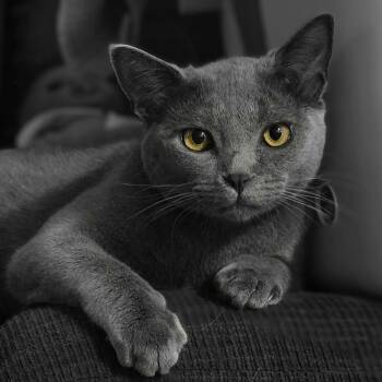 Smoke -  Domestic Short Hair Cat for Adoption in Lafayette, Colorado - Smoke | PetCurious