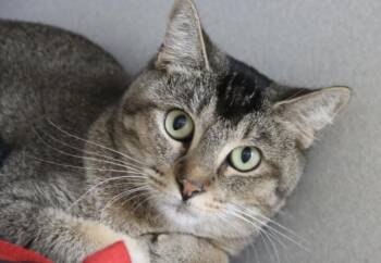 Rescue Domestic Short Hair Cats for Adoption in Tucson, Arizona - Serengeti | PetCurious