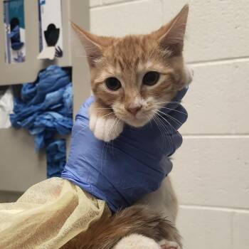 Jagger -  Domestic Short Hair Cat Available for Adoption in Murray, Utah - Jagger | PetCurious