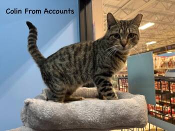Domestic Short Hair Cats Available for Adoption - Colin From Accounts | PetCurious
