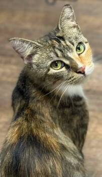 Rhonda -  Domestic Short Hair Cat for Adoption in Bolivia, North Carolina - Rhonda | PetCurious