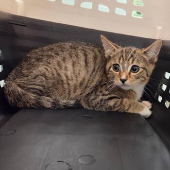 Ernie -  Domestic Short Hair Cat for Adoption in Chattanooga, Tennessee - Ernie | PetCurious