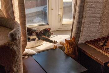 Bambi & Champ: Courtesy Post -  Domestic Short Hair Cat for Adoption in New York, New York - Bambi & Champ: Courtesy Post | PetCurious