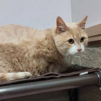 Domestic Short Hair Cats Available for Adoption in Davenport, Iowa - Coconut | PetCurious
