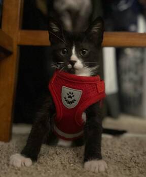 Frisbee -  Domestic Short Hair Cat for Adoption in Vallejo, California - Frisbee | PetCurious