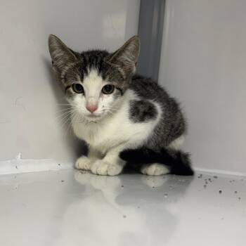 Lumber -  Domestic Short Hair Cat for Adoption in Shelbyville, Illinois - Lumber | PetCurious