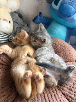 Sammy -  Tabby Cat for Adoption in San Antonio, Texas - Sammy | PetCurious