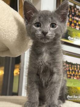 Gandolf -  Domestic Short Hair Cat for Adoption in Port Washington, Wisconsin - Gandolf | PetCurious