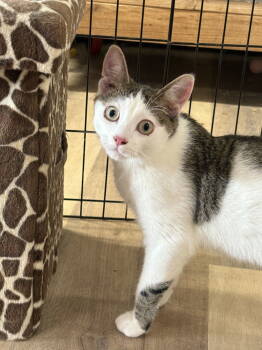 Rescue Domestic Short Hair and Tabby Cats for Adoption in Massapequa, New York - OLLIE | PetCurious