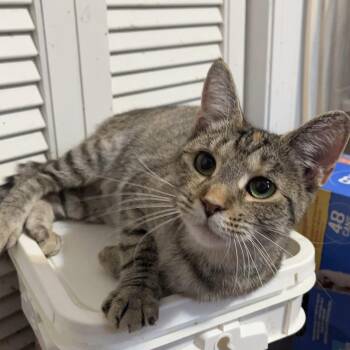 Cupcake -  Tabby Cat for Adoption in Columbia, South Carolina - Cupcake | PetCurious
