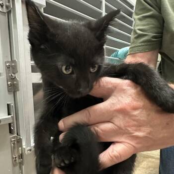 Tairn "T-air-n" -  Domestic Medium Hair Cat for Adoption in Priest River, Idaho - Tairn "T-air-n" | PetCurious