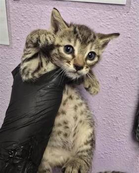 61118812 -  Domestic Short Hair Cat for Adoption in El Paso, Texas - 61118812 | PetCurious