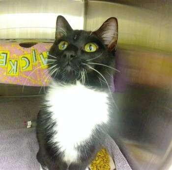 Domestic Short Hair Cats Available for Adoption in Omaha, Nebraska - PEPPER | PetCurious
