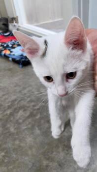 Bondi -  Domestic Short Hair Cat for Adoption in Medford, Wisconsin - Bondi | PetCurious