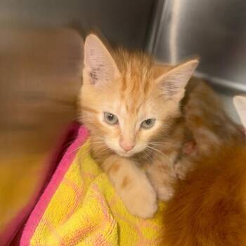 Domestic Short Hair Cats Available for Adoption in Normal, Illinois - Jonathan | PetCurious