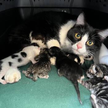 Spring -  Domestic Short Hair Cat for Adoption - Spring | PetCurious