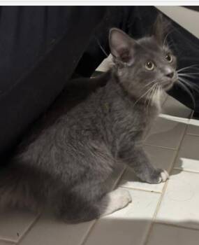 Louise -  Russian Blue and Tuxedo Cat for Adoption in Theodore, Alabama - Louise | PetCurious