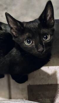 Nori -  Domestic Short Hair Cat for Adoption in Honolulu, Hawaii - Nori | PetCurious