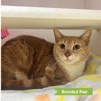 Finn (bonded w/ Beau) -  Domestic Short Hair Cat for Adoption in Reisterstown, Maryland - Finn (bonded W/ Beau) | PetCurious