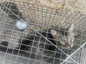 A658843 -  Domestic Short Hair Cat for Adoption in Houston, Texas - A658843 | PetCurious