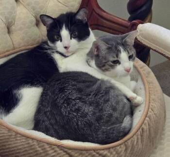 Rescue Domestic Short Hair Cats for Adoption in Baton Rouge, Louisiana - Kelsey And Seimone **In Foster Home | PetCurious