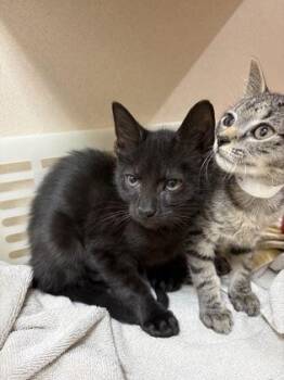 92767A Pounce -  Domestic Short Hair Cat for Adoption in North Charleston, South Carolina - 92767A Pounce | PetCurious