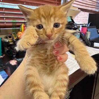 Felix -  Domestic Short Hair Cat for Adoption in Birmingham, Alabama - Felix | PetCurious
