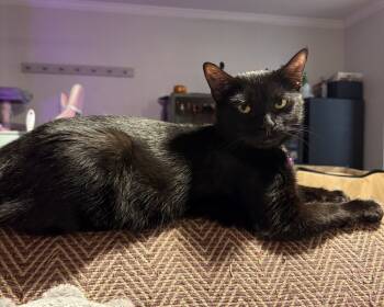 Rescue Domestic Medium Hair Cats for Adoption in West Mifflin, Pennsylvania - Candy | PetCurious