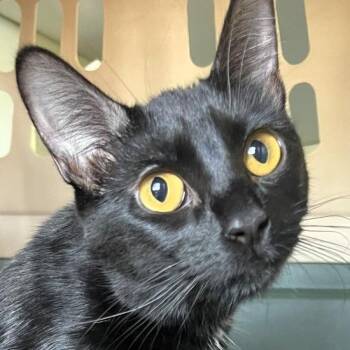 Kenna -  American Shorthair Cat for Adoption in Lenexa, Kansas - Kenna | PetCurious