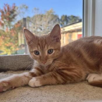 Ping Pong -  Domestic Short Hair Cat for Adoption in Fredericksburg, Virginia - Ping Pong | PetCurious