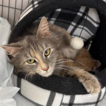 Periwinkle -  Norwegian Forest Cat and Maine Coon Cat for Adoption in Mount Vernon, Illinois - Periwinkle | PetCurious