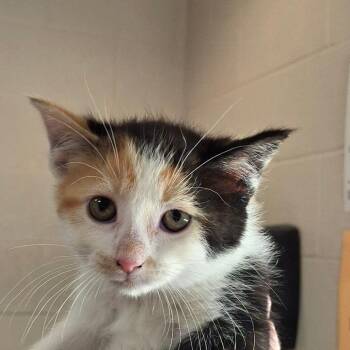 Domestic Short Hair Cats Available for Adoption in Zanesville, Ohio - Wish | PetCurious