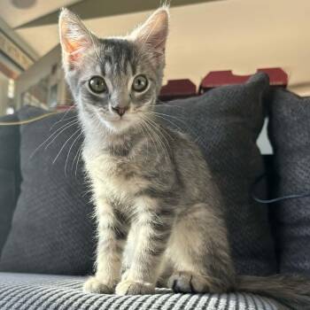 Tabby Cats Available for Adoption - Chai | PetCurious