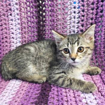 Lizzy -  Domestic Short Hair Cat Available for Adoption in Mt. Juliet, Tennessee - Lizzy | PetCurious