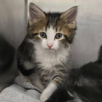 Domestic Medium Hair Cats Available for Adoption in Nashville, Tennessee - Peepa | PetCurious