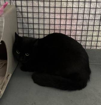 Domestic Short Hair Cats Available for Adoption - Barn Shadow | PetCurious